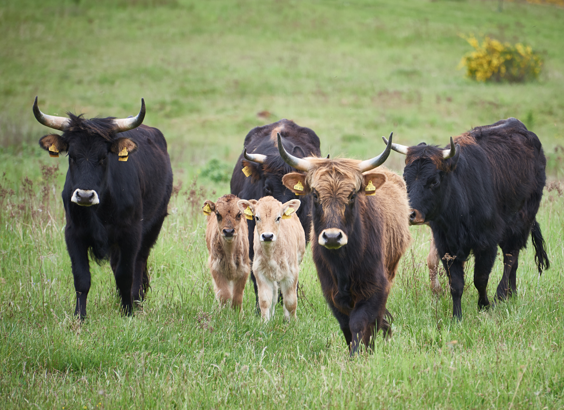 Rinder mit Kälbchen auf einer Wiese